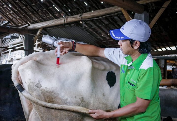 Bisnis Sapi Perah - KAN Jabung Syariah Jawa Timur