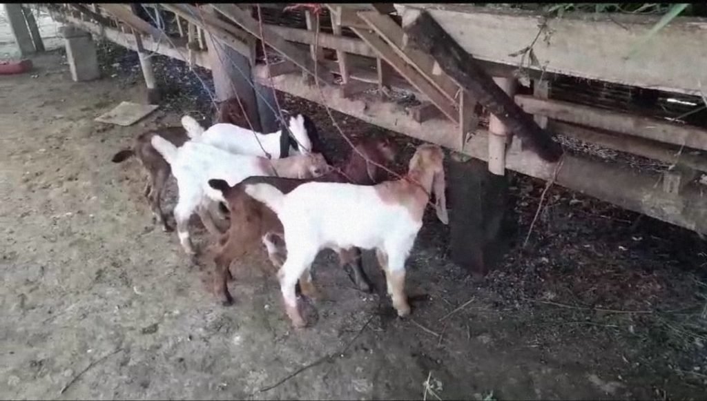 ternak menguntungkan dengan kambing