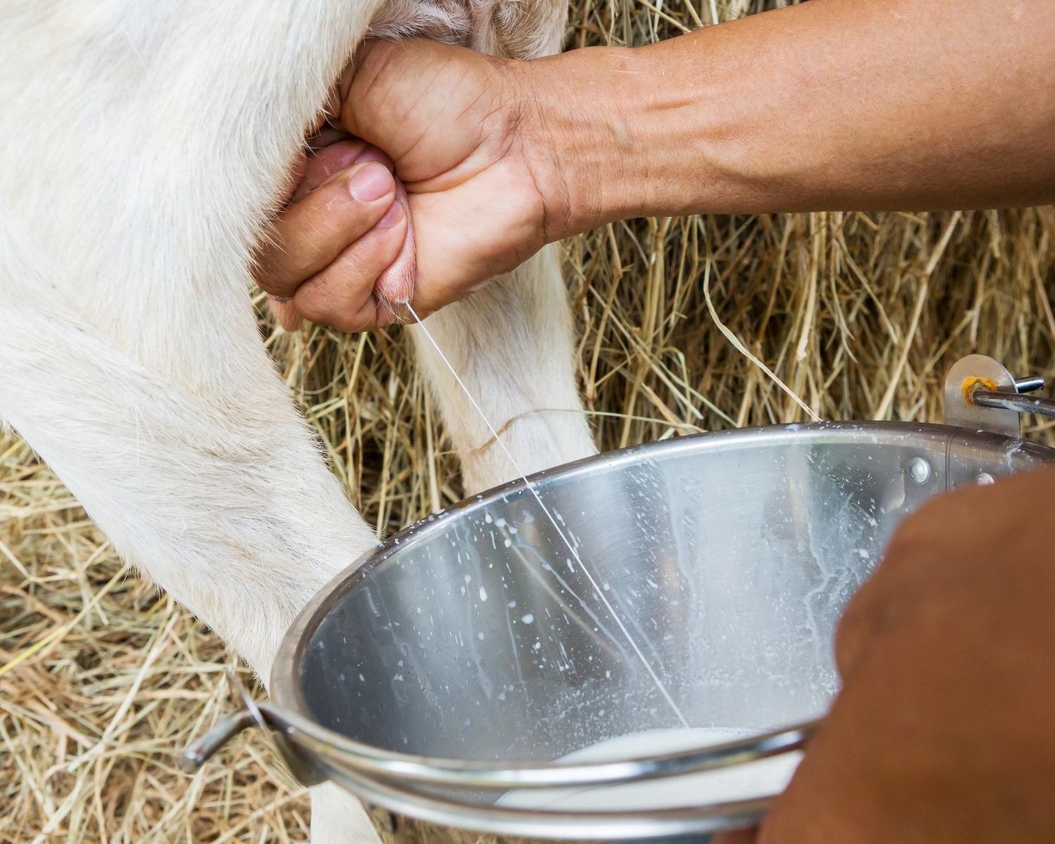 perbedaan susu kambing dan susu sapi