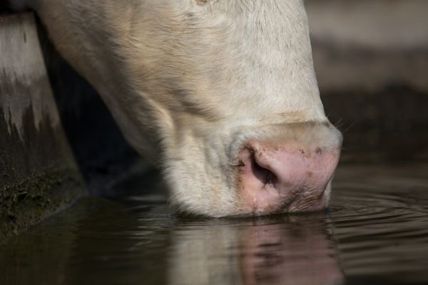 Hati-hati! Ini Efek Sapi Banyak Minum