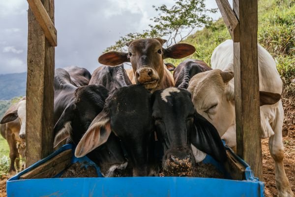 Konsentrat untuk Sapi Menyusui, Jadi Lebih Produktif