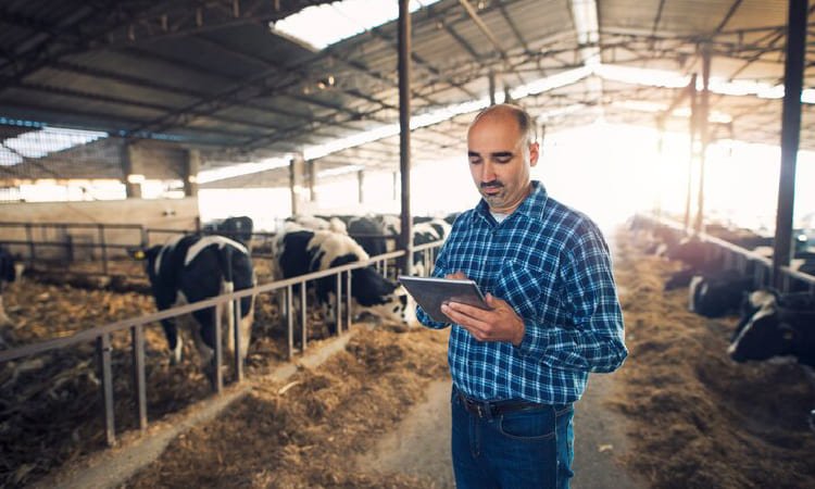 Inovasi dan Teknologi di Peternakan Sapi Modern