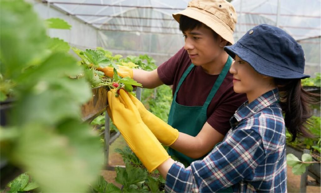 Koperasi Agro Niaga Jabung: Upaya Pertanian Berkelanjutan