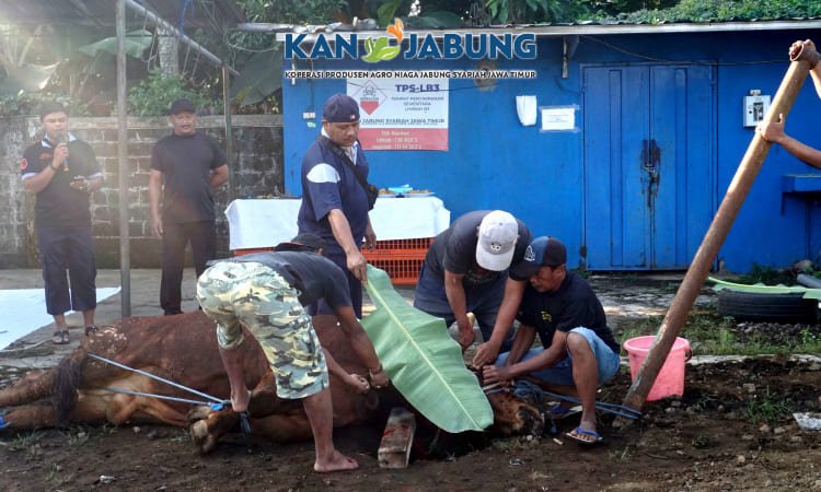 Idul Adha, KAN Jabung Qurban 2 Ekor Sapi!