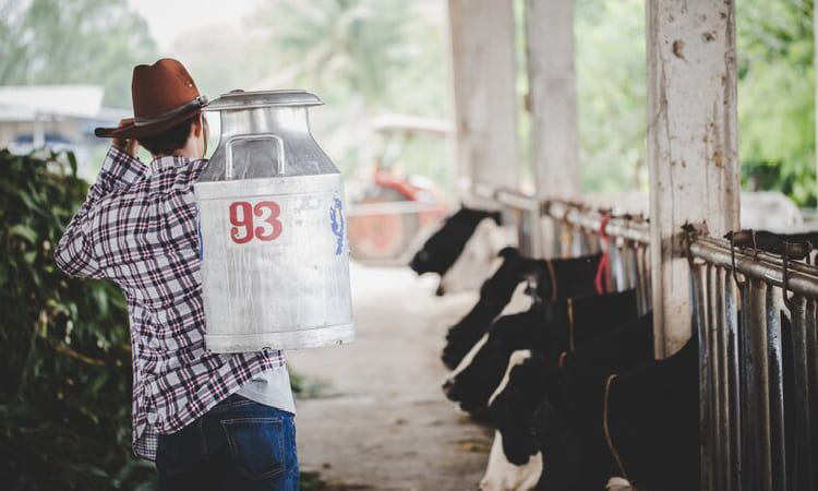 Program Susu Gratis, Peternak Sapi Perah Lokal Berharap Tinggi