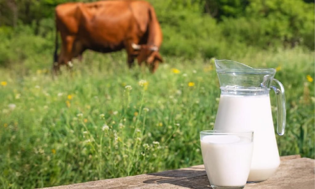 7 Keuntungan Menggunakan Jasa Pengangkutan Susu Segar KAN Jabung