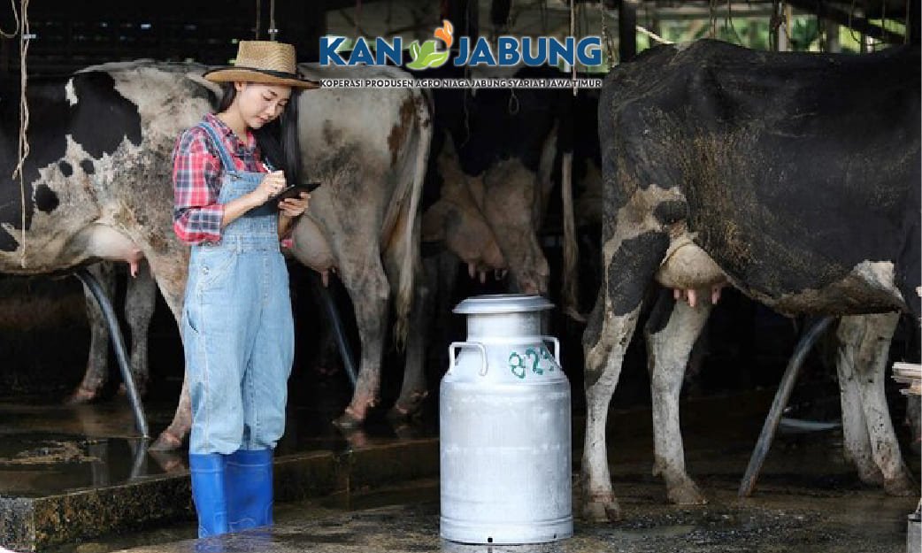 Mengenal Pengolahan Susu Sapi Perah Secara Maksimal