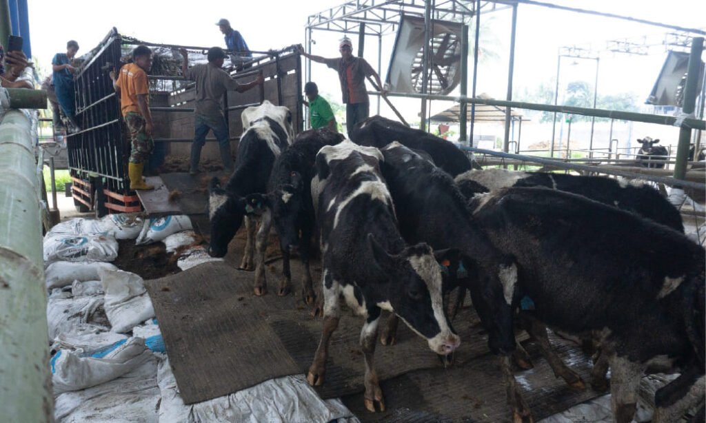 Farm KAN Jabung Tambah 224 Sapi Perah FH, Siap Genjot Produksi Susu Segar