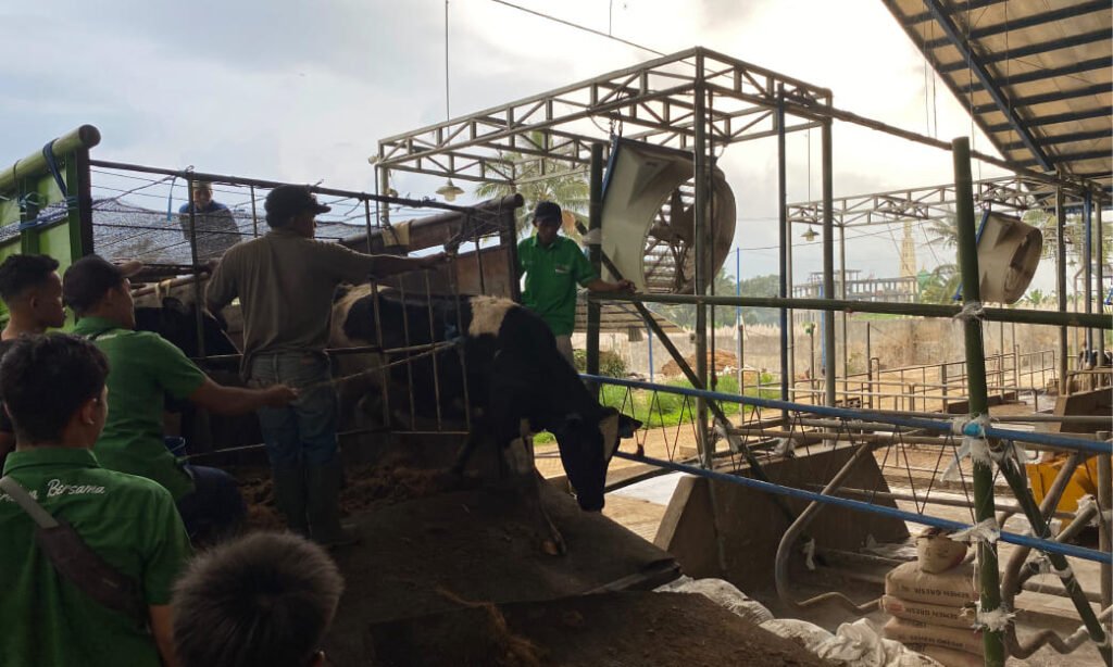 Farm KAN Jabung Tambah 224 Sapi Perah FH, Siap Genjot Produksi Susu Segar