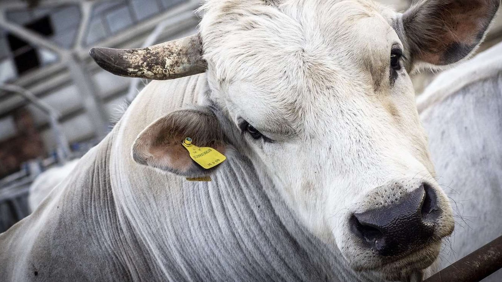 Sapi Chianina: Si Raksasa Putih dari Italia untuk Daging Premium