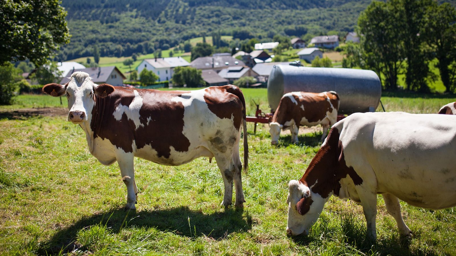 Cara Mendeteksi Mastitis pada Sapi Perah Secara Dini dan Akurat