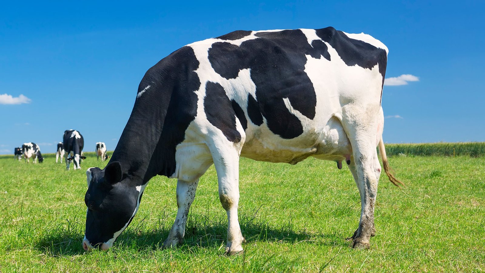 Panduan Inseminasi Buatan untuk Sapi Perah