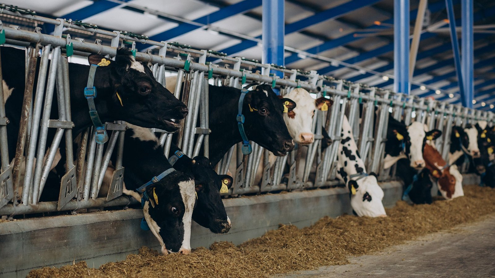 Pentingnya Kebersihan Kandang Sapi: Kunci Kesehatan dan Produktivitas Ternak
