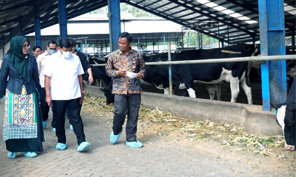 KAN Jabung Jadi Tuan Rumah Boarding Data Digitalisasi Ekosistem Sapi Perah dan FGD bersama OJK, ILO, dan DPR RI Komisi XI