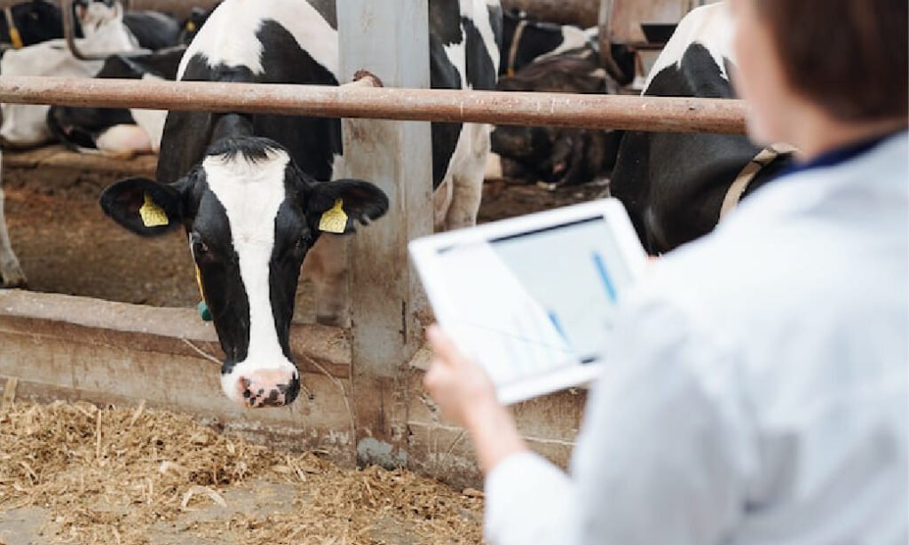 Manajemen Pakan Sapi Perah: Meningkatkan Produktivitas Sapi Perah dengan Pakan Berbasis Nutrisi