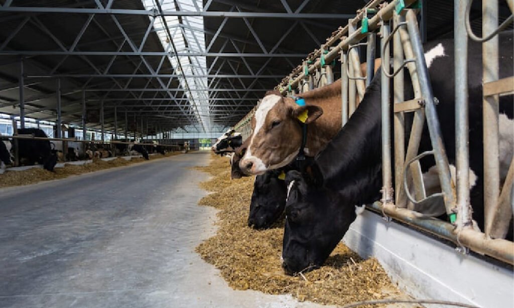 Manajemen Pakan Sapi Perah: Meningkatkan Produktivitas Sapi Perah dengan Pakan Berbasis Nutrisi
