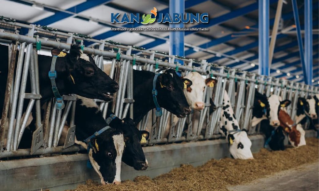 Manajemen Pakan Sapi Perah: Meningkatkan Produktivitas Sapi Perah dengan Pakan Berbasis Nutrisi