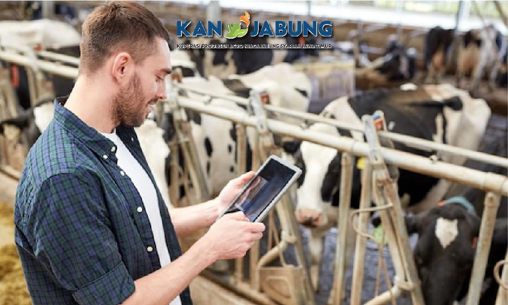 Teknologi Digital dalam Peternakan Sapi Perah: Inovasi Menuju Produksi Susu Modern
