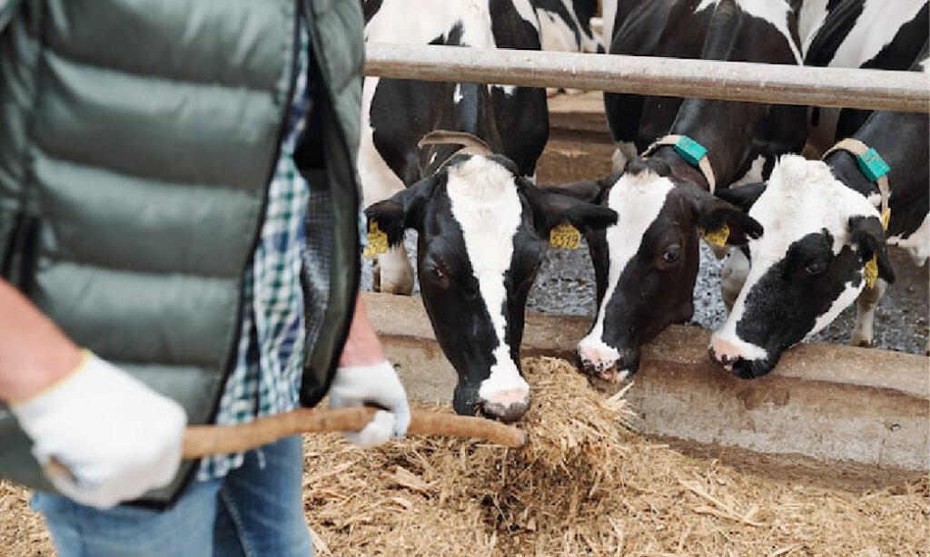 Manajemen Pakan Sapi Perah yang Efektif dan Hemat Biaya untuk Hasil Susu Optimal