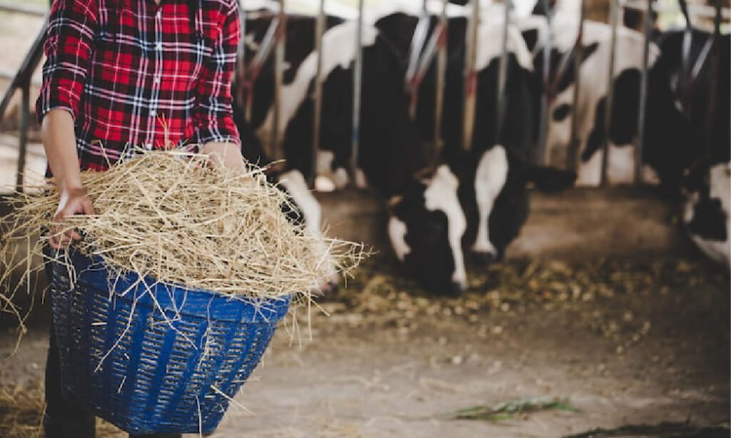 Manajemen Pakan Sapi Perah yang Efektif dan Hemat Biaya untuk Hasil Susu Optimal