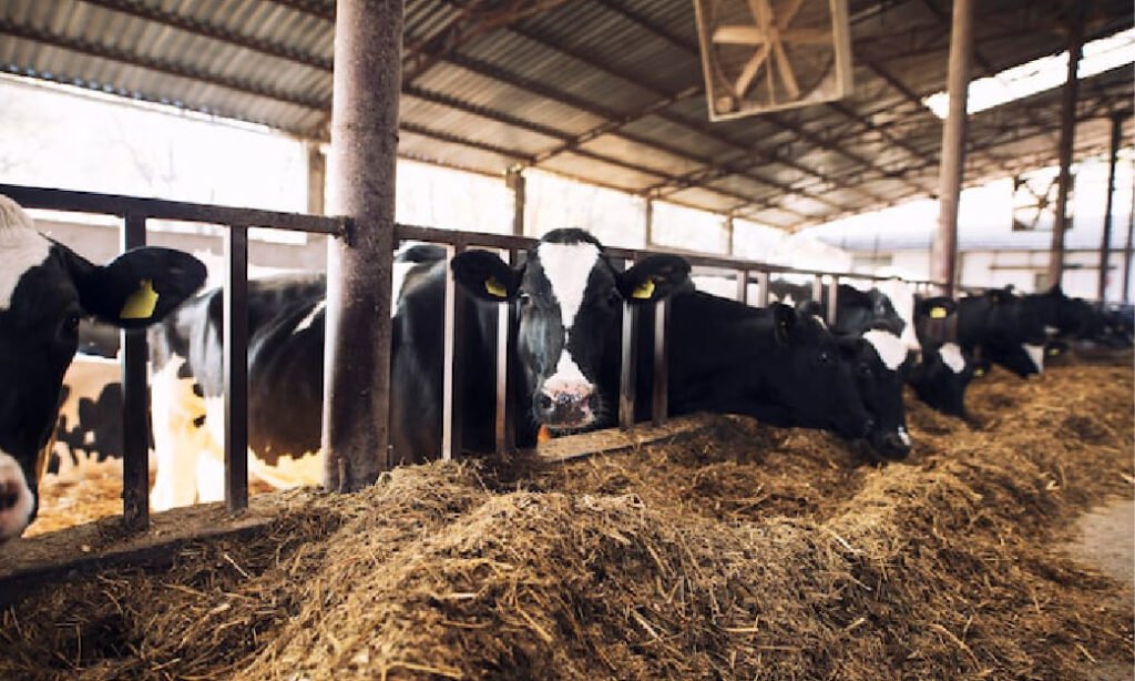 Manajemen Pakan Sapi Perah yang Efektif dan Hemat Biaya untuk Hasil Susu Optimal