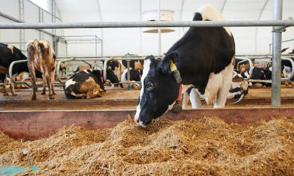 Manajemen Pakan Sapi Perah yang Efektif dan Hemat Biaya untuk Hasil Susu Optimal