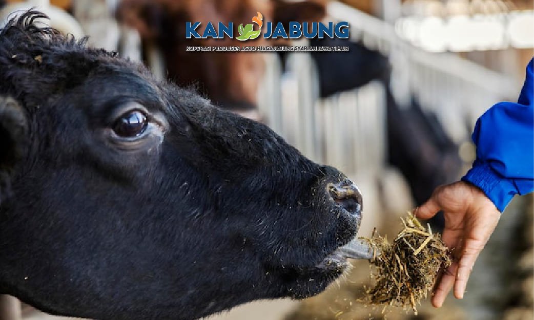 Manajemen Pakan Sapi Perah yang Efektif dan Hemat Biaya untuk Hasil Susu Optimal