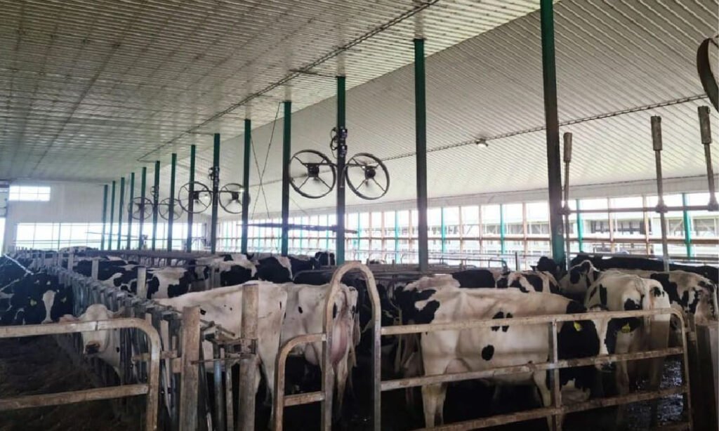 Sistem Kandang Sapi Perah yang Ideal untuk Produktivitas Tinggi