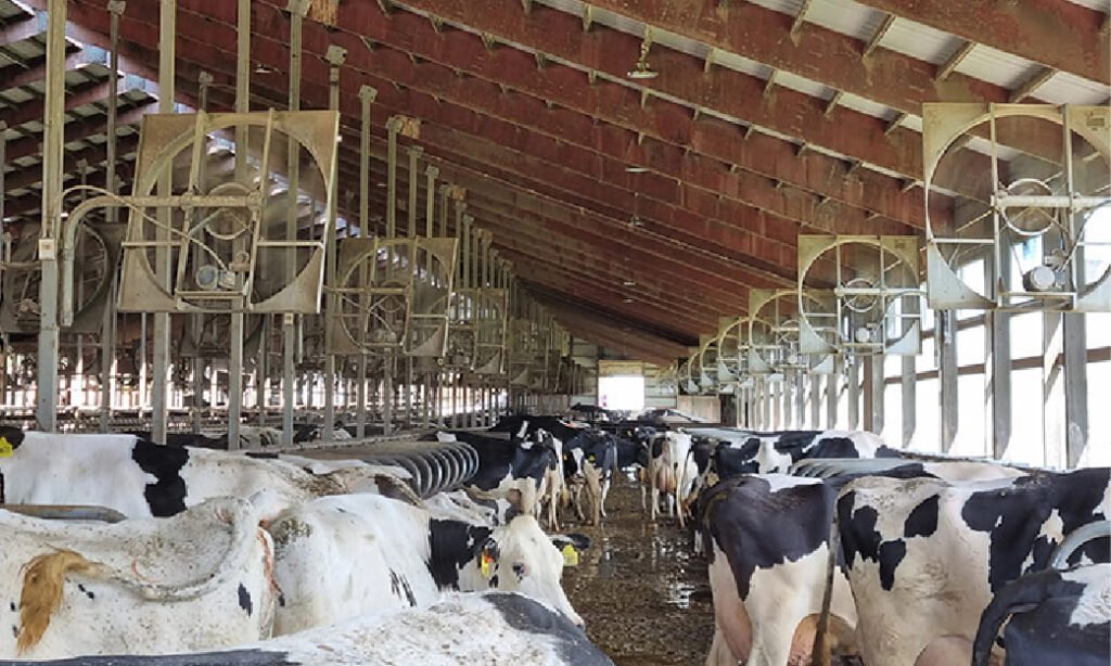 Sistem Kandang Sapi Perah yang Ideal untuk Produktivitas Tinggi