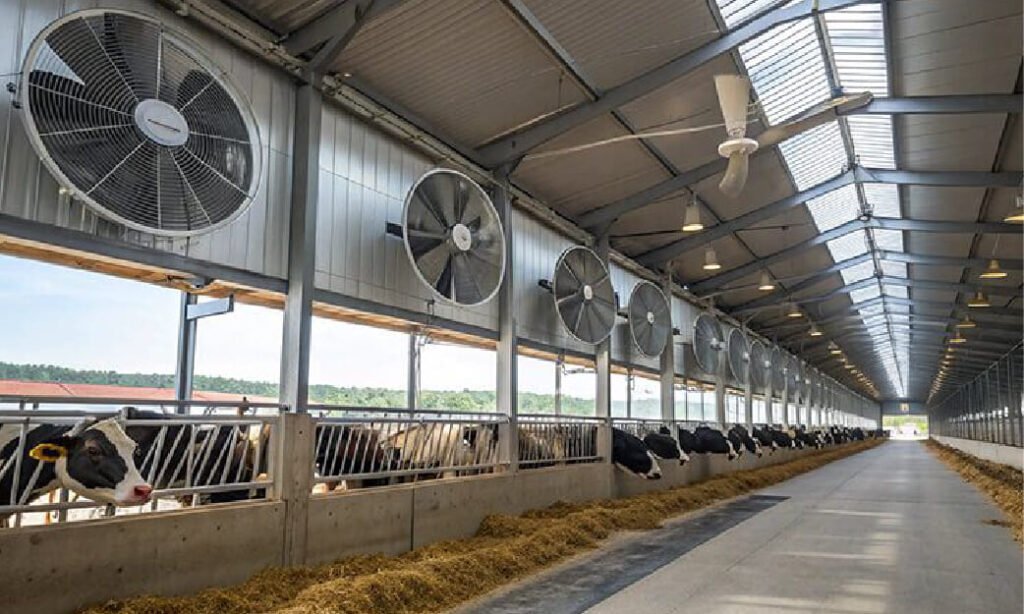 Sistem Kandang Sapi Perah yang Ideal untuk Produktivitas Tinggi