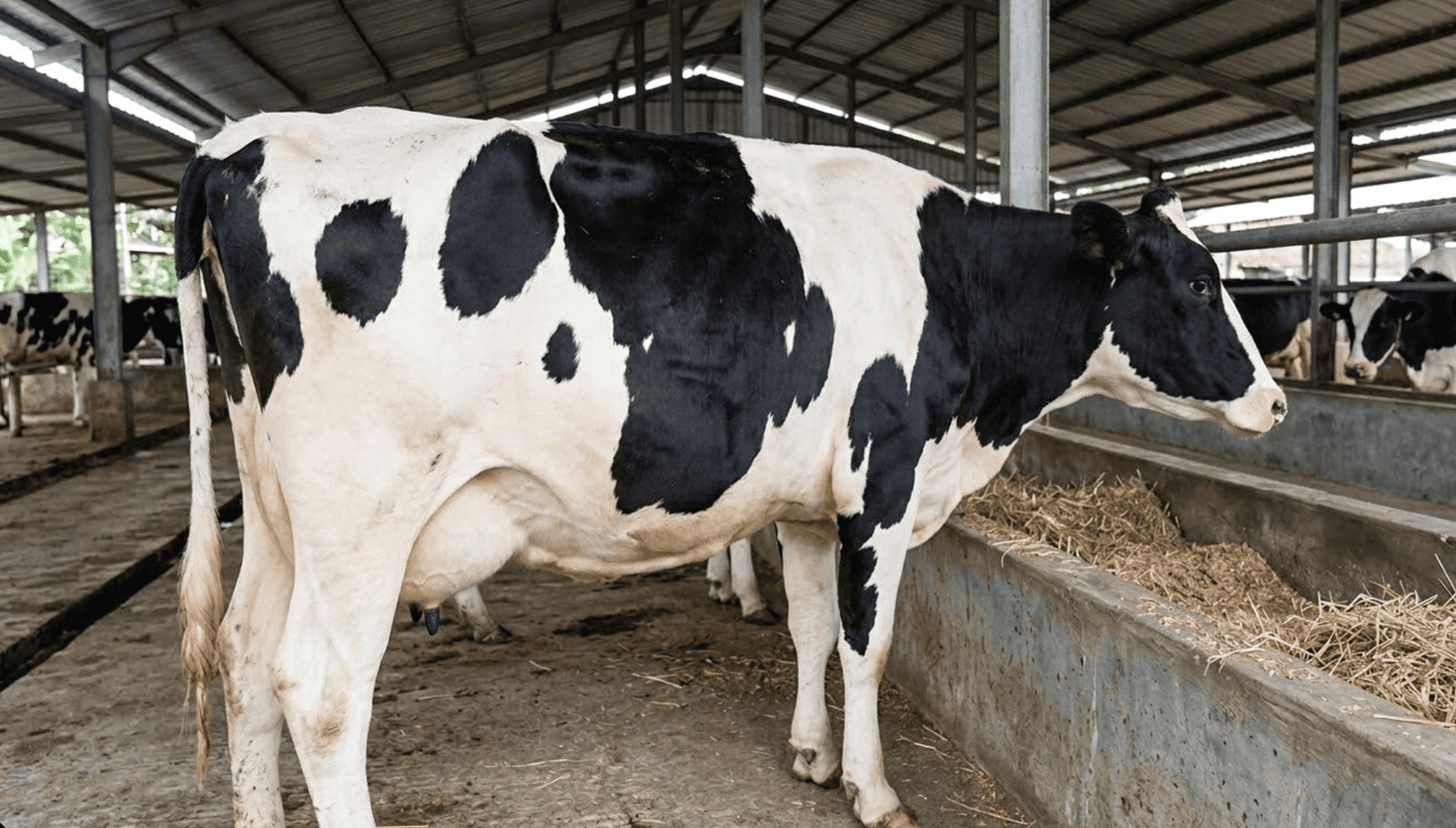 Tips Mengobati Sapi Kembung: Praktik Lapangan Peternak KAN Jabung