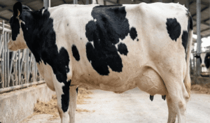 Cara mengobati sapi kembung