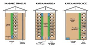 ilustrasi perbandingan jenis kandang sapi tunggal ganda dan paddock