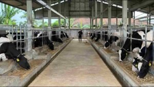 sanitasi kandang sapi perah protokol bebas mastitis lantai bersih kering