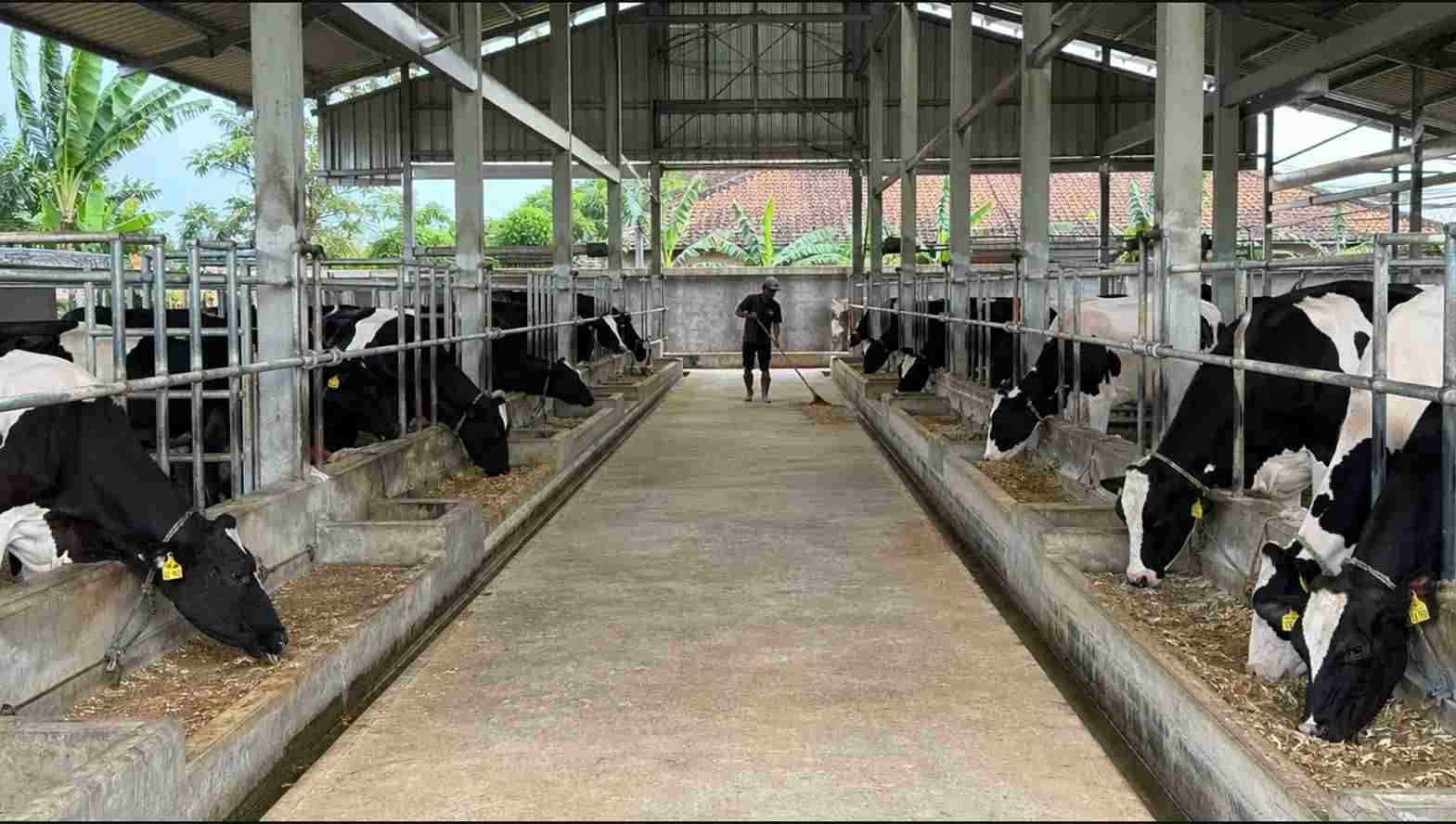 sanitasi kandang sapi perah protokol bebas mastitis lantai bersih kering