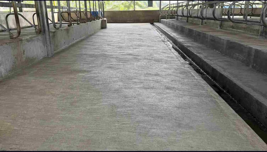 lantai kandang sapi perah yang bersih dan kering setelah pembersihan rutin