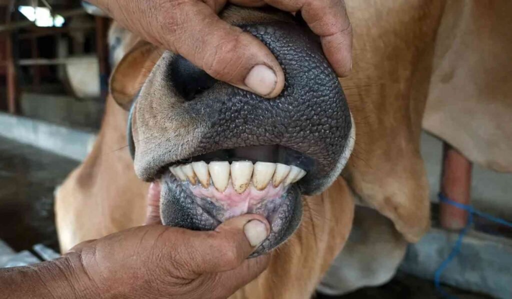 cek gigi kupak sapi qurban untuk memastikan usia minimal 2 tahun masuk tahun ketiga