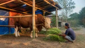 perawatan sapi qurban di kandang darurat agar tetap sehat dan nafsu makan terjaga
