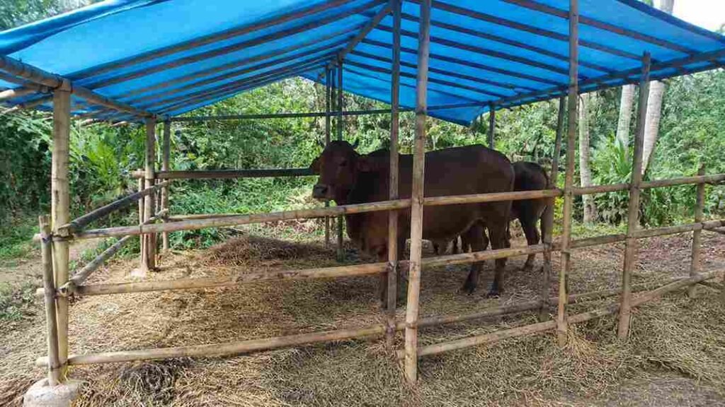 kandang darurat sapi qurban dengan atap terpal ventilasi dan lantai bersih