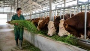 harga sapi qurban 2026 estimasi biaya per bobot dan tips mendapat harga terbaik