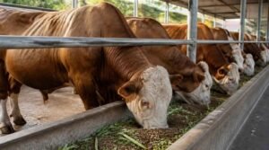 pakan penggemukan sapi qurban strategi bobot maksimal konsentrat JabFeed KAN Jabung