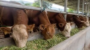 cara agar sapi rakus makan teknik nafsu makan ternak