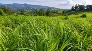 kandungan nutrisi rumput pakchong tanaman hijau subur di lahan peternakan