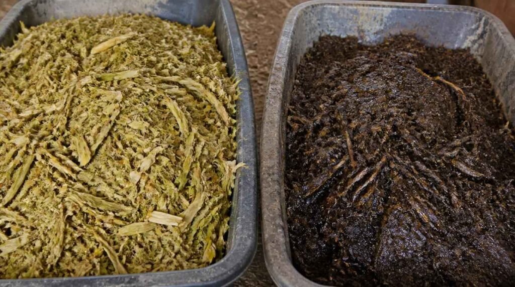 perbandingan tanda silase jagung berhasil warna kuning kehijauan dan silase gagal berwarna hitam