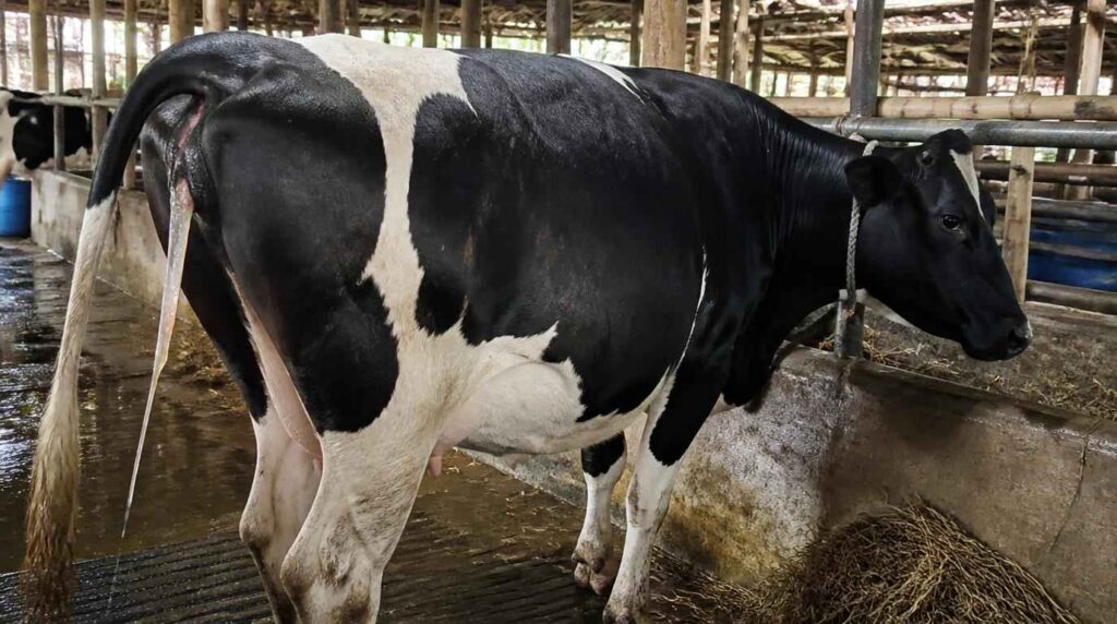 tanda sapi 24 jam sebelum melahirkan keluar lendir servik dan gelisah