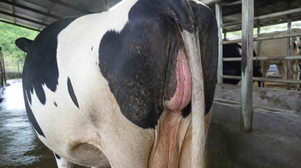 tanda fisik sapi seminggu sebelum melahirkan ambing penuh dan ligamen rileks