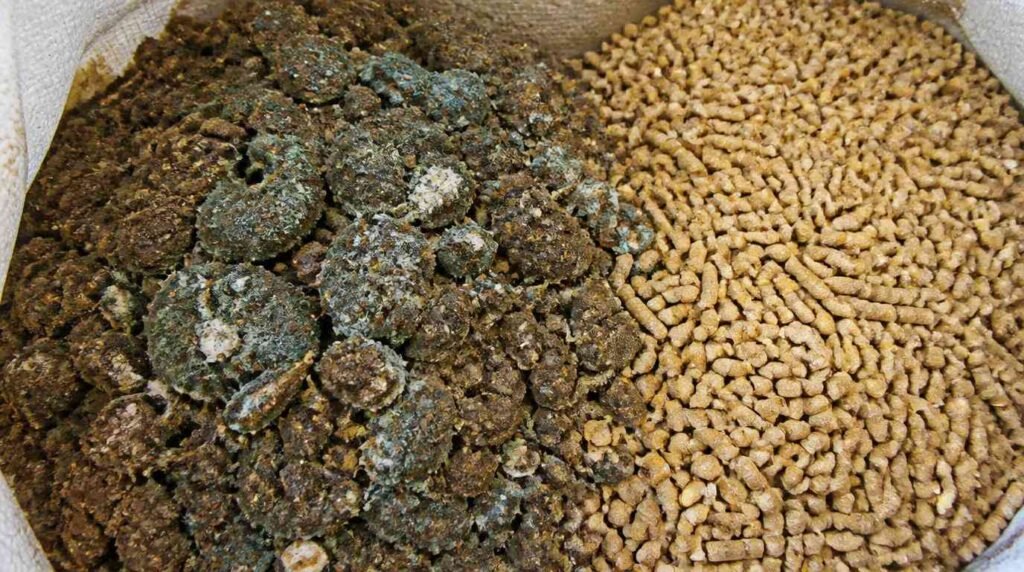 tanda konsentrat rusak berjamur dan berbau apek tidak layak diberikan ke sapi