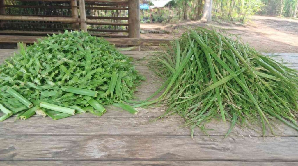 keunggulan rumput odot dibandingkan rumput biasa untuk pakan sapi