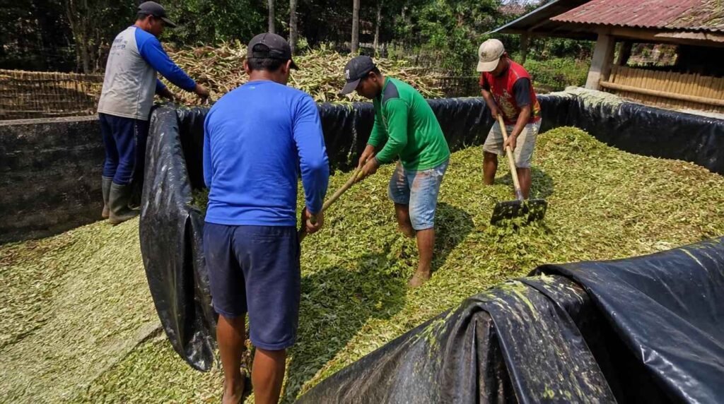 bahan dan peralatan membuat silase jagung untuk pakan sapi perah