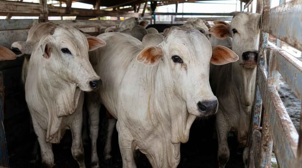 kondisi sapi pasca idul adha mengalami stres transportasi dan penurunan nafsu makan